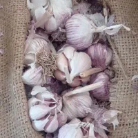 سیر خشک طارم