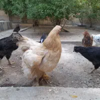 فروش مرغ و خروس سالم در سنندج