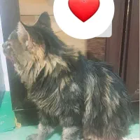 واگزاری گربه نر سیبرین باهوش|گربه|بیرجند, |دیوار