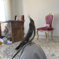 عروس هلندی