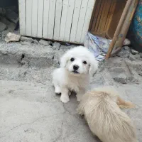 سگ پشمالو