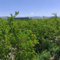 باغ ویلاسرسبز و مثمر نزدیک شهر