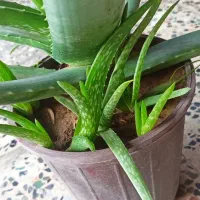 فروش گیاه الورا