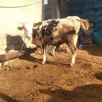 گاو  و شنگل آبستن شیر بالا