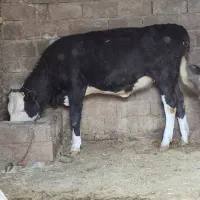 فروش تلیسه ، شنگل ، گاو