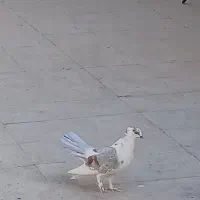 کفتر|پرنده|تهران, شوش|دیوار