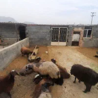 فروش گوسفند سالم و باکیفیت