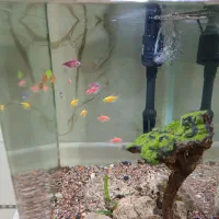 فروش اکواریوم|ماهی|بانه, |دیوار