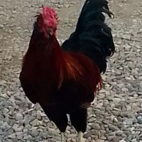 گلین‌لری‌فول