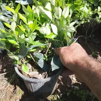 یاس  هلند کرتی نشای گل زینتی