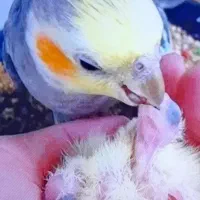 عروس هلندی مولد باقفس و لوازم