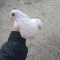چشم قرمز