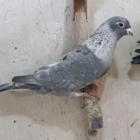 فروش ۳عدد ماده