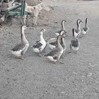 قوغاز اکراینی کیلویی ۵۰۰ هزار