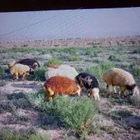 بره