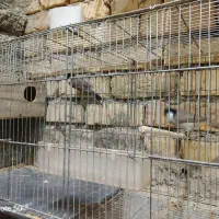 پرنده|پرنده|نطنز, |دیوار