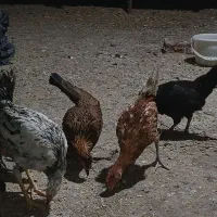 باسلام دوعدد خروس  چهار عدد نیمچه سالم وسرحال