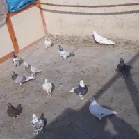 سلام تعداد ۳۰ کبوتر|پرنده|کهریزک, |دیوار