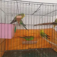 مرغ عشق خانوادگی