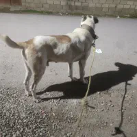 این سگو دزدیدن