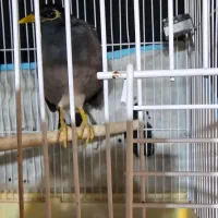 مرغ مینا بازیگوش سخنگو