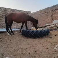 اسب|اسب و تجهیزات اسبسواری|قائن, |دیوار