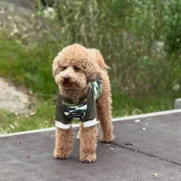 پودل واگذاری راییگان