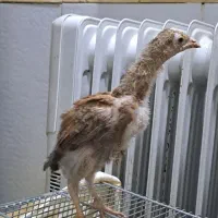 جوجه لاری اوشامو و یکی افغان