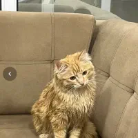 گربه dlh|گربه|اصفهان, درب کوشک|دیوار