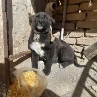 واگذاری توله سراب قدرجون