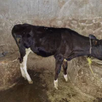 گوساله ماده هلشتاین