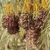 فروش ۱۰۰ عدد درخت ثمری مضافتی ،ویک منزل مسکونی