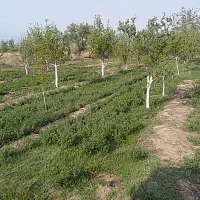 باغ ۶۰۵ متری|فروش زمین و ملک کلنگی|کشکسرای, |دیوار