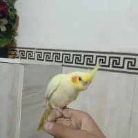 عروس هلندی