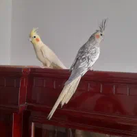 یک جفت عروس هلندی مولد