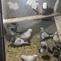 تعدادی کبوتر