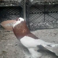 کبوتر ابومریم