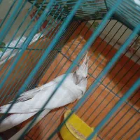 عروس هلندی|پرنده|شهرضا, |دیوار