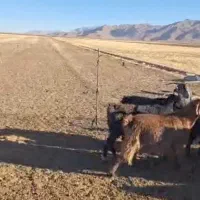 بزداشتی|حیوانات مزرعه|اقلید, |دیوار