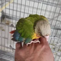 طوطی گرینچیک جوجه|پرنده|نیشابور, شهرک رسولی|دیوار