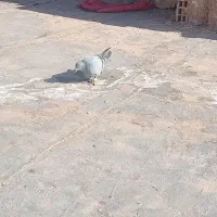 یک جفت کفتر|پرنده|سبزوار, امیر کبیر|دیوار