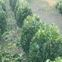 فروش گل یاس