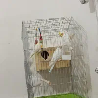 عروس هلندی|پرنده|نورآباد ممسنی, |دیوار