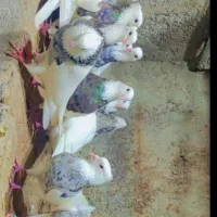 کبوتر طوقی|پرنده|کرمانشاه, |دیوار