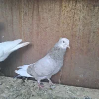 کبوتر|پرنده|قزوین, |دیوار