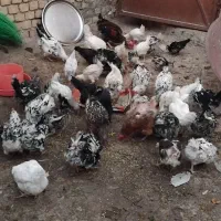 مرغ وخروس گلین|حیوانات مزرعه|اصفهان, گلستان|دیوار