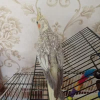 عروس هلندی|پرنده|شاهین دژ, |دیوار