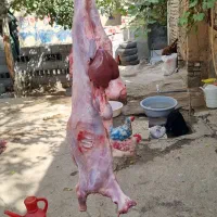 یک لاشه گوشت بره دل جیگر سالم