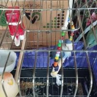 کوتوله برزیلی