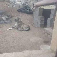 سگ خراسانی درشت